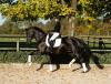 Foto: Black Beauty ist zu haben - Ein Star der Trakehner Reitpferdeauktion ist der lackschwarze, gekörte Hengst Onyx - Fotograf: Sigrun Wiecha