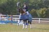 Foto: Der gekörte Bourani v. Fairmont Hill sicherte sich unter Laura Strobel den Titel des Equitop Myoplast Trakehner Reitpferdechampions der vierjährigen Hengste - Fotograf: Stephan Bischoff