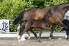 Foto: Die erste Trakehner Breeders Auction startet heute, zum Lot gehört auch dieses typ- und bewegungsstarke Hengstfohlen vom S-erfolgreichen Herakles - Foto: Stefan Lafrentz