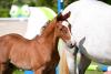 Foto: Caesar v. Clarimo-Colman wurde bei 15.000 Euro als eine der beiden Preisspitzen zugeschlagen - Fotograf: Janne Bugtrup