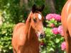 Foto: Canter Star v. Casall entspringt einer berühmten Holsteiner Stutenfamilie, die bereits Siegerhengste, einen Olympiasieger und zahlreiche 1,60 Meter-Springer hervorgebracht hat