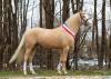 Foto: Steendieks Carlo Carlucci – einer der Besten seines Jahrgangs und Siegerhengst bei den Deutschen Reitponys 2018 - Fotograf: Volker Hagemeister 