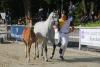 Foto: Chaccon Blue - Corlensky Fohlen - Fotograf: hbm