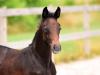 Foto: Chaccon Amour AC v. Chacco-Blue-Quidam de Revel - (Katalognummer 7) wurde für 12.000 Euro neuen Besitzern zugeschlagen, er verbleibt in Deutschland - Fotograf: Janne Bugtrup