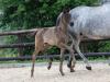 Foto: Mit Charme und Sportlichkeit grüßt Perella v. Kwahu, die Katalognummer 2 der 17. Trakehner Fohlenauktion am Samstagabend, den 24. Juli um 19.30 Uhr im Westfälischen Pferdezentrum Münster-Handorf - Fotograf: Sigrun Wiecha