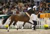 Foto: His Moment: Siegerhengst des 54. Trakehner Hengstmarktes wurde His Moment von Millennium. Für 200.000 Euro wurde der Siegerhengst nach Dänemark in den Stall Andreas Helgstrand verauktioniert - Fotograf: Jutta Bauernschmitt