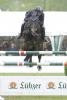 Foto: Felix Hassmann - hier mit Horse Gyms Lianos - erneuert seinen Bekanntschaft mit dem KMG Cup in Sommerstorf - Fotograf: Frieler