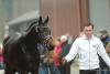 Foto: Der Trakehner Hengst Freiherr von Stein aus der Zucht und dem Besitz der Sächsischen Gestütsverwaltung - Fotograf: Jutta Bauernschmitt