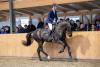 Foto: Colcannon von Cornet Obolensky - hier mit Sven Otto - überzeugte bei seinem 14-Tage-Test in Schliekau mit der Endnote 8,60 - Fotograf: Stefan Lafrentz