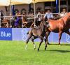 Cool Million v. Cornet Obolensky kostete 48.000 Euro bei der Holsteiner Fohlenauktion anlässlich des Deutschen Spring- und Dressur-Derbys 2023 - Fotograf: Janne Bugtrup