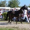 Foto: Preisspitze Dance for Rio - Fotograf: Olaf Rutschek/Equestfoto