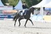 Foto: Descolari (hier unter Isabell Werth) wird mit der Nachwuchsreiterin Luca Sophia Collin in Dortmund an den Start gehen - Fotograf: Karl-Heinz Frieler 
