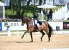 Foto: Dorothee Schneider und der siebenjährige Oldenburger Hengst Maxi Kraft`s Barcelo OLD (v. Bon Coeur) waren mit 74,537 Prozent das Maß der Dinge in der Qualifikation zur Finalqualifikation zum NÜRNBERGER BURG-POKAL der Dressurreiter 2024 - Fotograf: Hubert Fischer 