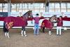 Foto: Dreijähriger Champion Dressur - Fotograf: Hubert Fischer