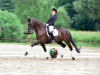 Foto: Honduras ist ein Nachkomme des Trakehner Elitehengstes Hohenstein. Der Rappe zählt zu den Auktionsspitzen auf dem Klosterhof Medingen. - Fotograf: Ulrike Beelitz