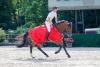 Foto: Erneut ganz vorn mit dem sieben Jahre alten Landeschampion Chanio - Sven-Gero Hünicke beim CSE Ehlersdorf - Fotograf: Fotografie C.B