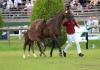 Foto: Preisspitze der Holsteiner Fohlenauktion in Falsterbo: Quint v. Quabri de L'Isle kostete 25.500 Euro - Fotograf: Johanna Voth
