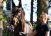 Foto: Cat. No 1: Farzarina (Fürstenball x San Amour I - Fürst Romancier)