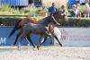 Foto: Chapeau Cleaque, Hengstfohlen (V: Cornet Obolensky - MV:Quick Star), wurde Preisspitze bei den Global Jumping Foals - Fotograf: Thomas Helmann