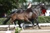 Foto: Mit 32.000 Euro den neuen Höchstpreis der Trakehner Bundesturnier Fohlenauktion erzielte mit „Pernod“ ein Sohn des jungen Moritzburger Beschälers und Bundeschampionatsqualifikanten Freiherr von Stein - Fotograf: Stephan Bischoff