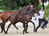 Foto: Zur Preisspitze der Fohlenkollektion avancierte das Hengstfohlen Fliedergold v. Eichengold aus der Zucht von Karl Skupin, Lübeck, das für 27.000 Euro in die Schweiz wechselte - Fotograf: Jutta Bauernschmitt