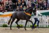Foto: Trakehner Siegerhengst 2019: Ferrari Forever v. Helium-E.H. Impetus - Fotogra: Stefan Lafrentz