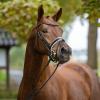 Foto: FILOU von Feinrich - San Amour, Hengst, *2017 - Fotograf: Guido Recki