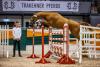 Foto: Die zweite Selektionsstufe der Trakehner Körung ist das Freispringen: Hier zeigt sich Pothos v. Phlox über den Stangen - Fotograf: Stefan Lafrentz