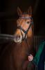 Foto: Der junge Trakehner Hengst Villazón vom Trakehner Gestüt Murtal in der Steiermark glänzt mit dem Adel und der Schönheit seiner Rasse wie auch mit den gefragten Attributen eines modernen Reitpferde - Fotograf: Gestüt Murtal