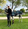 Foto: Mit dem BEMER Horse Set in Wellington - Europameister Martin Fuchs (SUI) und Clooney - Fotograf: Team Fuchs