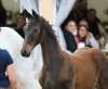 Foto: Er ist der Halbbruder von Harrie Smolders' Uricas v/d Kattevennen und kostete 50.000 Euro auf der Fohlenauktion beim CSI Hof Waterkant: Cornet's Way v. Cornet Obolensky - Fotograf: Johanna Voth
