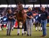 Foto: Stargast, SAP Hale Bob OLD und seine langjährige Reiterin und Besitzerin Ingrid Klimke, seine Pflegerin Carmen Thiemann und den ehemaligen Bundestrainer der Vielseitigkeitsreiter, Hans Melzer - Fotograf: CHIO Aachen/Jil Haak