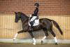 Foto: Helia, die Vollschwester zum jungen Starvererber Helium, gehört zum elitären Lot der Trakehner Stuten-Kollektion - Fotograf: Stefan Lafrentz