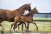 Foto: Hengstfohlen „Passepartout“ von Herakles x Le Rouge aus der Kollektion der Trakehner Fohlenauktion 2020 - Fotograf: Stefan Lafrentz