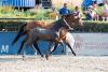 Foto: Das Hengstfohlen Chapeau Cleaque (Cornet Obolensky - Quick Star) wurde Preisspitze bei den Global Jumping Foals im letzten Jahr - Fotograf: Thomas Hellmann