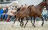 Foto: Hengstfohlen von Diego de Semilly-Chupamint aus dem Holsteiner Stamm 3615 aus dem Pferde wie Fein Cera und Derbysiegerin Zera hervorgingen - Fotograf: Stefan Lafrentz