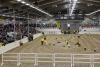Foto: Die besten zwei- und dreijährigen Vererber stehen bei der Junghengstkörung 2013 des Ponyverbandes Hannover in der Verdener Niedersachsenhalle am 19. Oktober im Rampenlicht. - Fotograf: Ponyverband Hannover/ Pantel