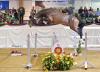 Foto: Cullinan du Borget B bei der Süddeutschen Körung - Fotograf: Hubert Fischer/www.hf-fotografie.de