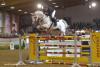 Foto: Vingino (v. Voltaire-Cassini I-Quidam de Revel) unter Tobias Bachl bei der Hengstgala im Rahmen der 13.Süddeutschen Hengsttage 2016 - Fotograf: Fotoagentur-Dill
