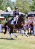 Foto: Feines Reiten par excellence: Birgit Hild und ihr Goldmond TSF siegten im Prix St. Georges beim Trakehner Bundesturnier - Fotograf: Imke Eppers