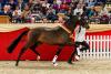 Foto: Kap Verde, der Trakehner Siegerhengst 2023, bezieht künftig seine Beschälerbox in München – an der Seite seines Vorgängers - Fotograf: Stefan Lafrentz