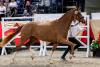 Foto: Die Trakehner Jahressiegerstute 2023 heißt Rose la France v. Fellini und wurde von Michaela Böhn aus Harsefeld gezogen - Fotograf: Stefan Lafrentz