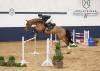 Foto: Kira v. Quasimodo van de Moldendreef-Cascadello I (Katalognummer 10) hat die Holsteiner Siegerstute des Jahres 2016 zur Mutter - Fotograf: Janne Bugtrup