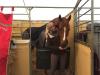 Foto: Dressurreiterin Jessica Krieg aus Krefeld trag mit ihrem Theo als Erste beim AGRAVIS-Cup ein - Fotograf: Kerstan-Medien