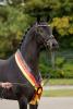 Foto: Der Trakehner Siegerhengst 2021, Impact von Millennium, überstrahlte die Konkurrenz mit Adel und Noblesse - Fotograf: Stefan Lafrentz