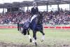 Hatte gut lachen: Grand Prix-Siegerin Simone Alexandra Pearce mit Cadeau Noir. Die Siegerehrung wurde während der Hengstparade im Stadion zelebriert - Fotograf: ACP Andreas Pantel
