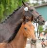 Foto: Noblesse und gute Gene - Online-Auktionsfohlen von Charleston-Singulord Joter - Fotograf: Stefan Lafrentz