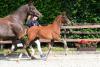 Foto: Trägt die Nummer 1 im Lot der Taunus-Talent Auction: Touching Gold, dessen Vater Thiago GS sich beim Schafhof Dressurfestival im NÜRNBERGER BURG-POKAL beweisen soll - Fotograf: U. Beelitz