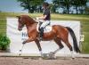 Foto: Attraktive Offerte der Trakehner Reitpferdekollektion - Oka Felizienne empfiehlt sich für eine sportliche Zukunft auf dem großen Viereck - Fotograf: Bettina Schraps