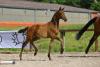 Foto: Eine Offerte der Trakehner Fohlenauktion am 24. Juni in Münster-Handorf ist dieses Stutfohlen des Spitzenvererbers Millennium aus einer Mutter des bis CCI4* erfolgreichen Hengstes Glücksruf I - Fotograf: Stephan Bischoff